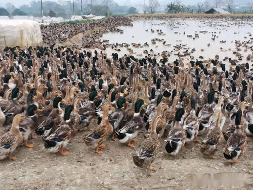 運用微生物技術能夠讓養鴨和養魚結合起來獲得更大的經濟效益